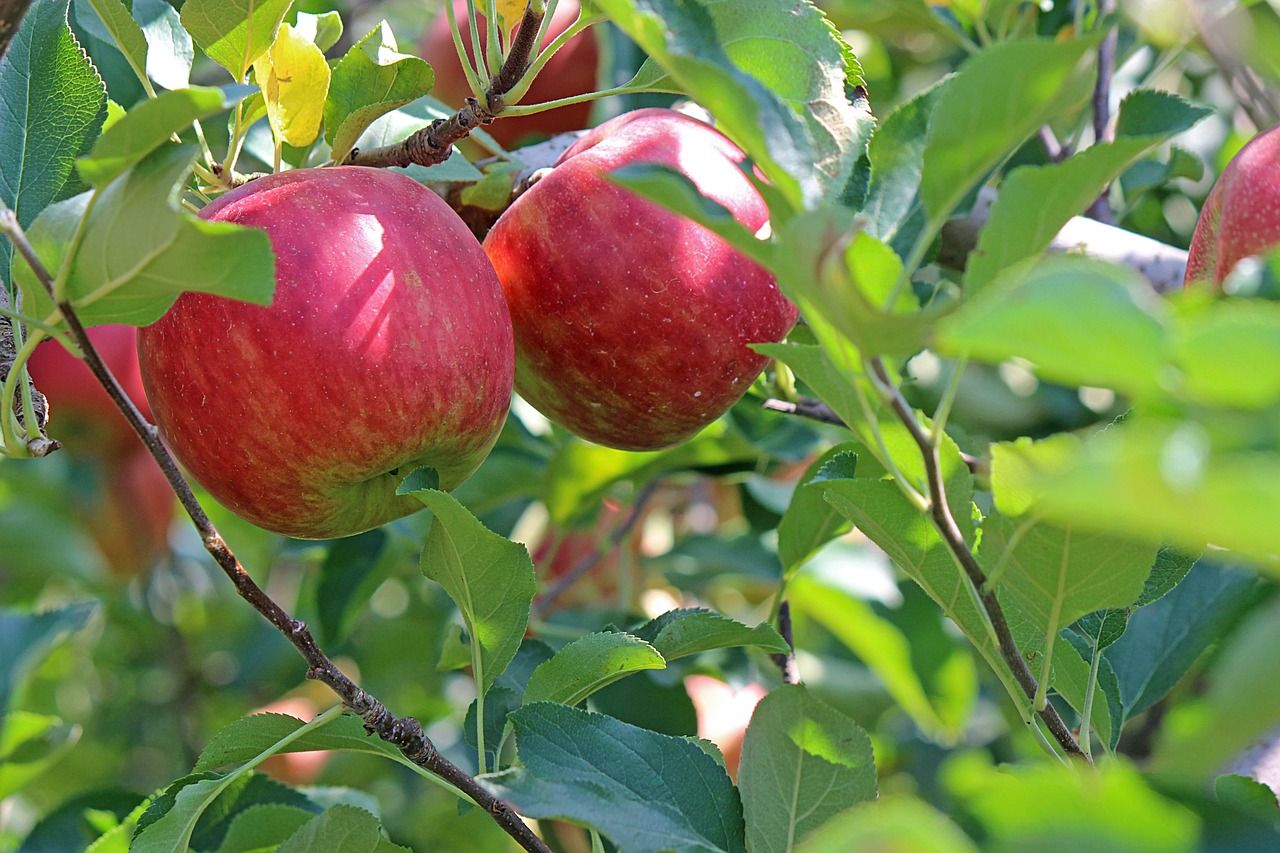 Kent apple grower signs new 20-year £750m deal with Aldi