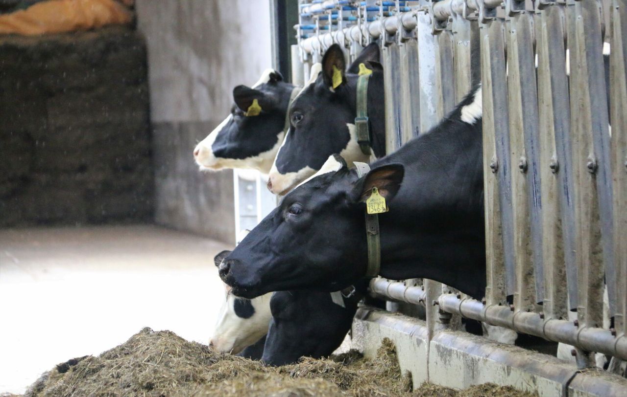 Meeting KPIs: How it’s done at the ‘Future Herd’