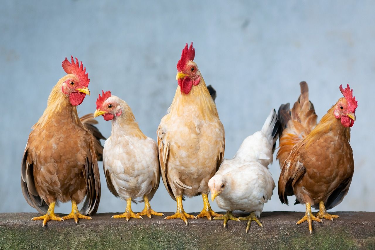 New bird flu cases detected in England and Scotland
