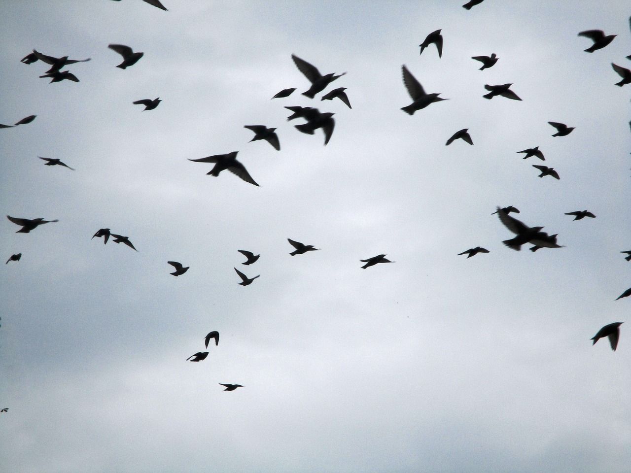 Farmers urged to tighten biosecurity as bird flu cases confirmed in UK