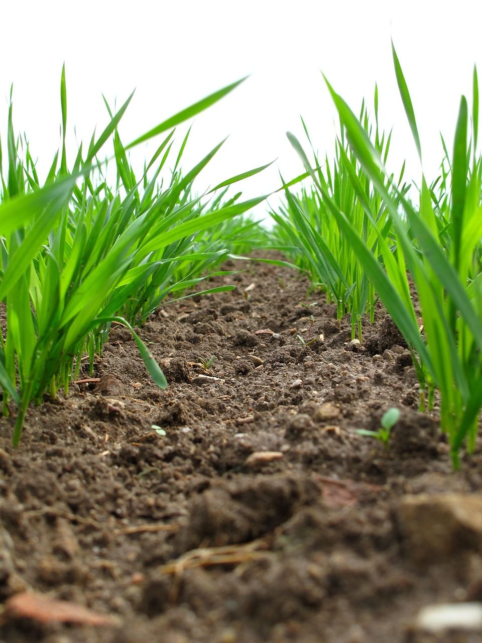 Research continues on farm soil carbon stocks in NI