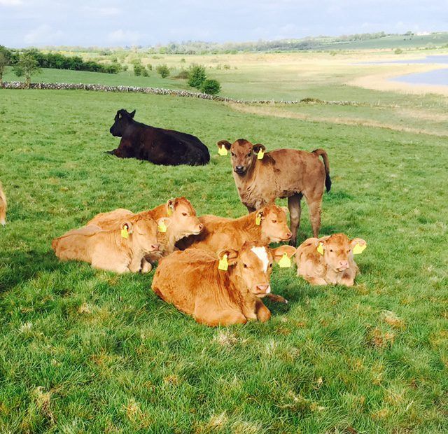 O’Neill calls on EU to support North’s farmers