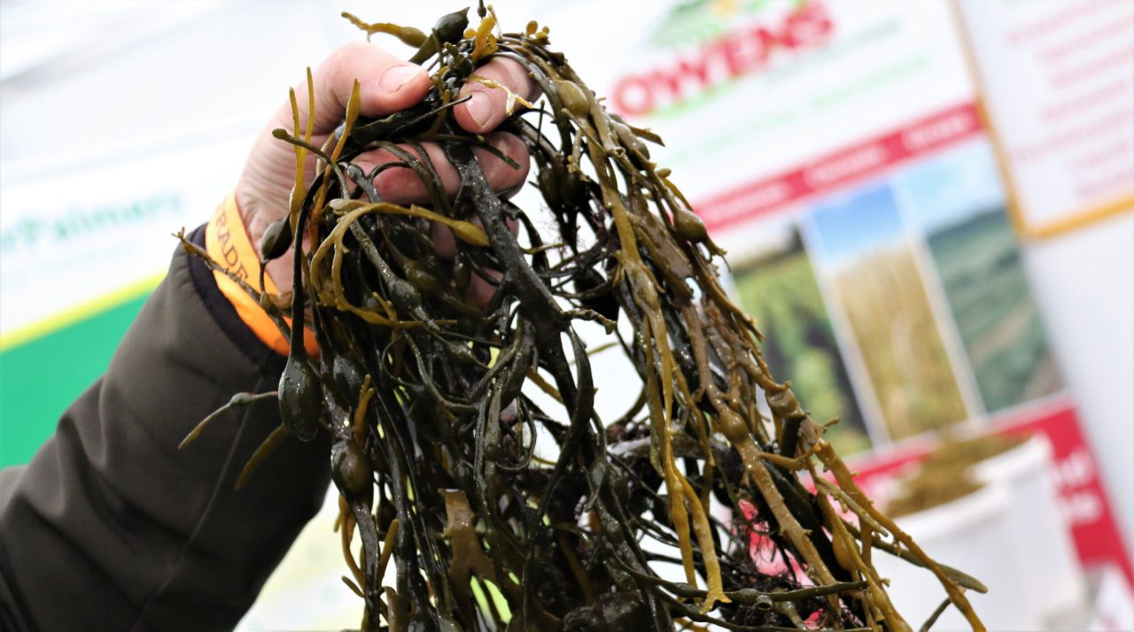 Farm trials to investigate how seaweed could lower livestock emissions