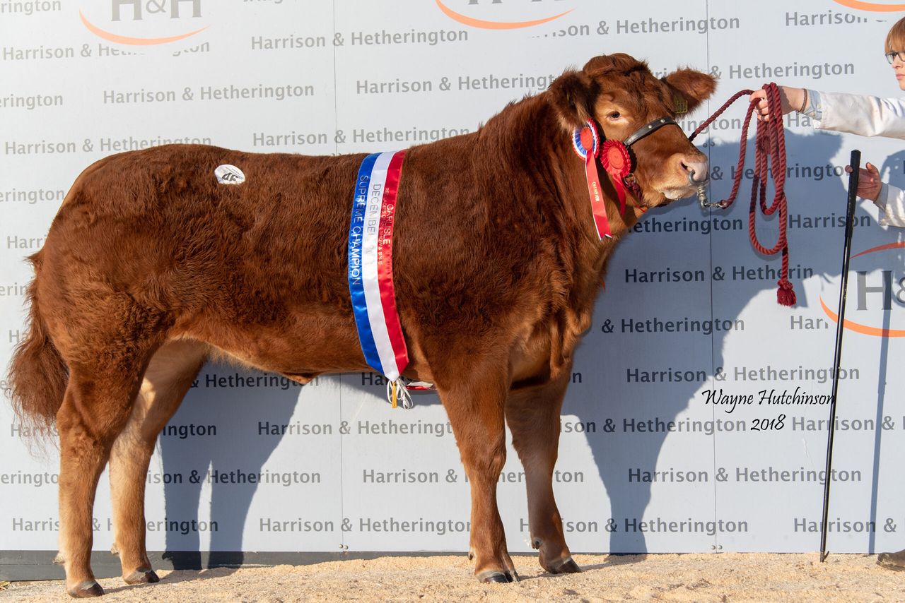 Grahams Nicki leads Red Ladies sale at 20,000gns