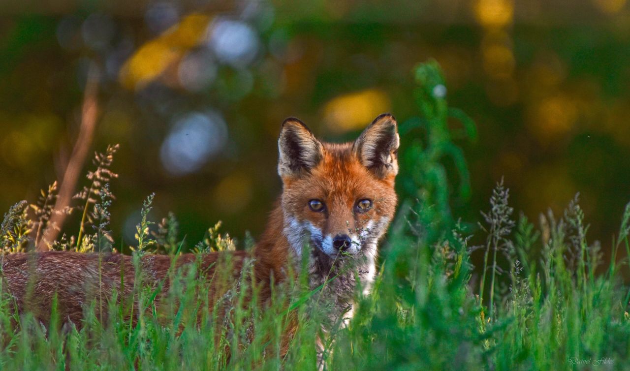 Scotland's new hunting bill will compromise the livelihoods of farmers - SCA