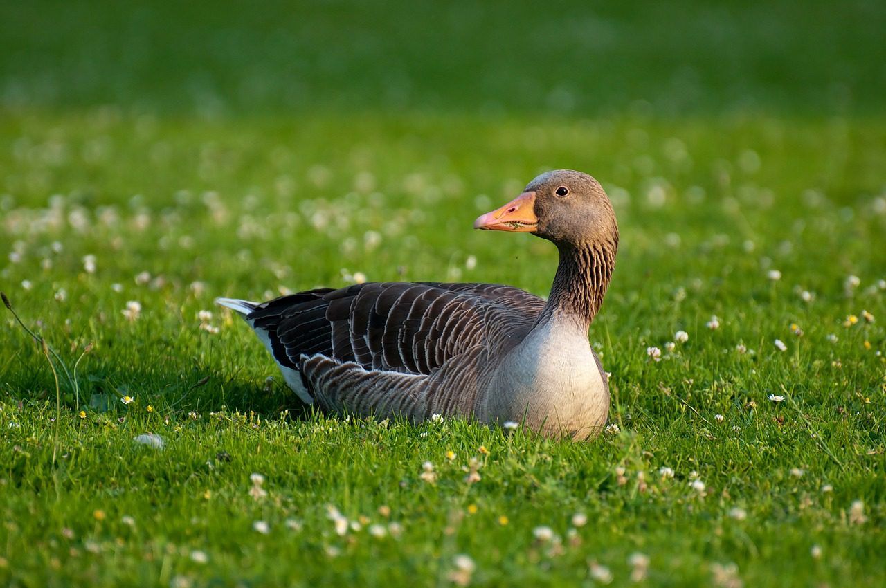Second bird flu case confirmed in Northern Ireland