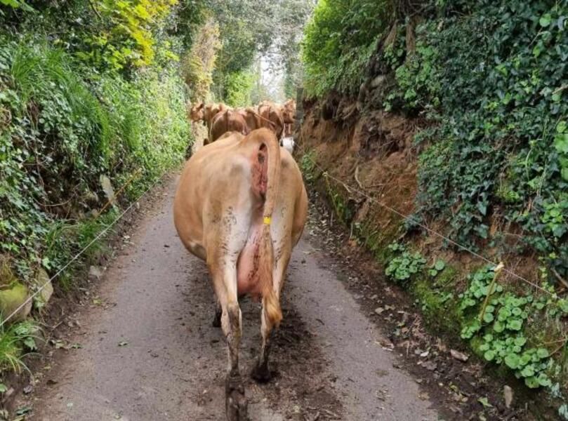 'Stray cows' escape from farm and turn themselves into GSPCA