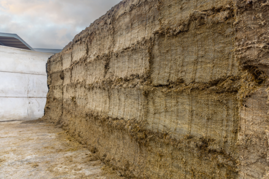 Dairy advice: Taking stock of your winter feed