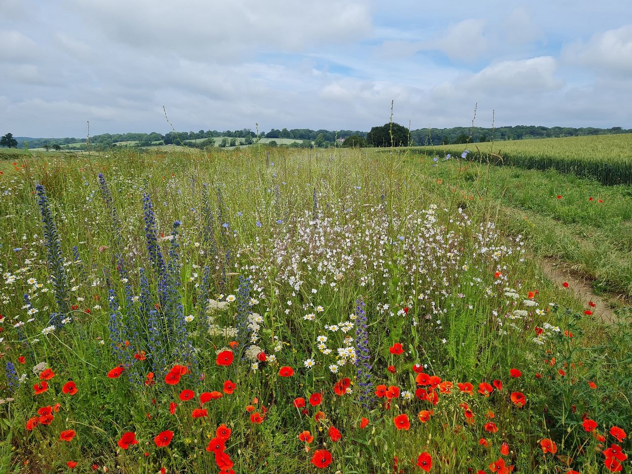 More action needed to protect nature - Coffey