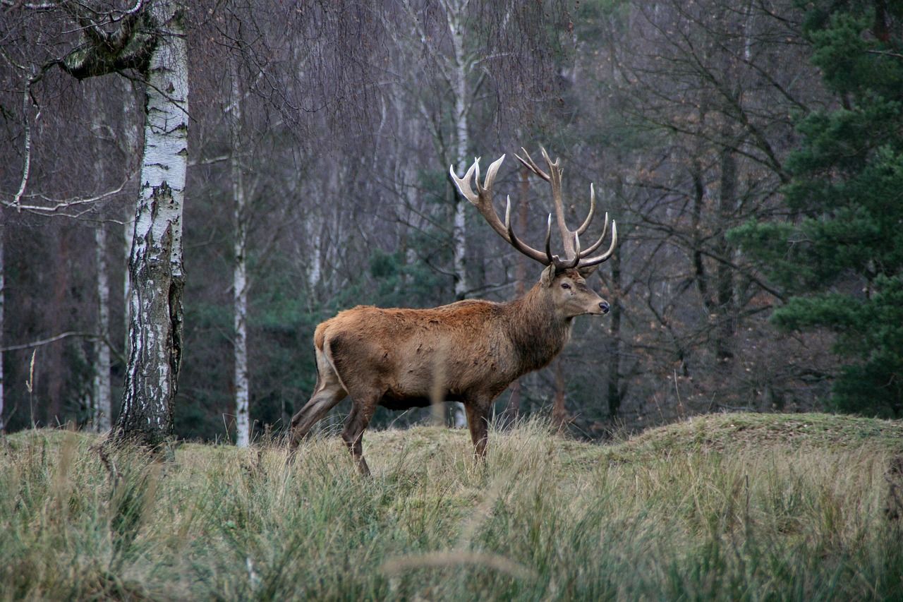 New deer management measures aim to protect England's woodlands