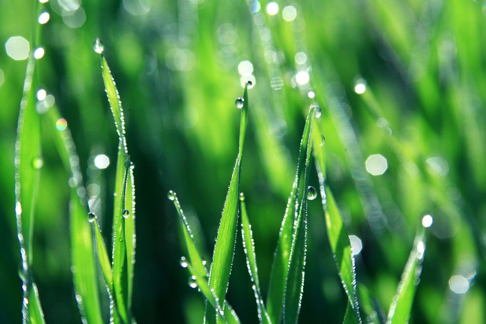 Mild weather helps grass growth rates (no surplus' yet though)