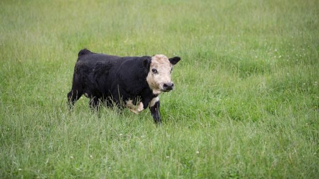 New Zealand bull could blow world's smallest bull competiton wide open
