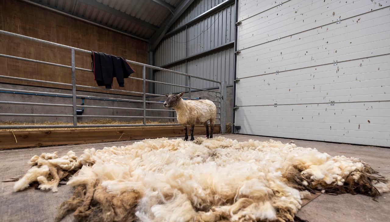 ‘Britain’s loneliest sheep’ rescued at the foot of Scottish cliffs after two years
