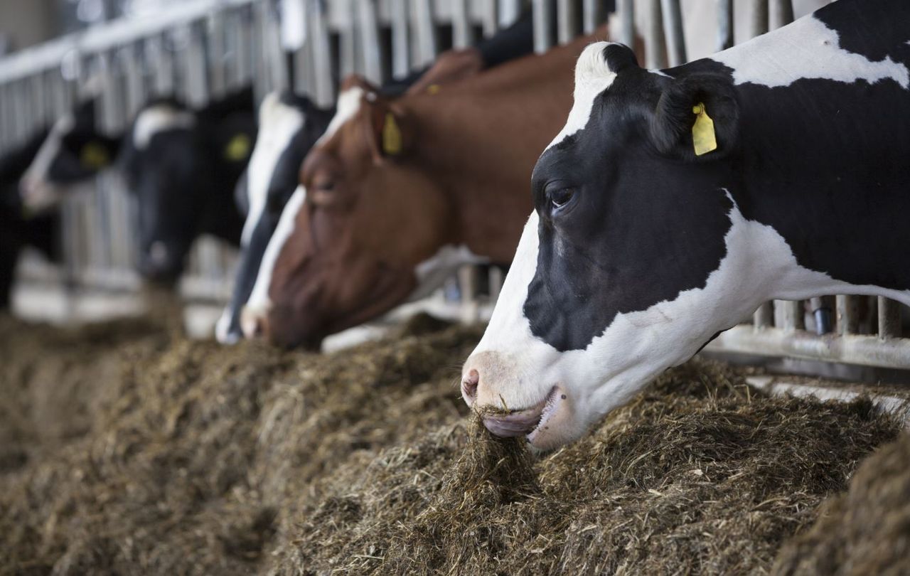 NI animal welfare complaints ‘could include a cow lying down’