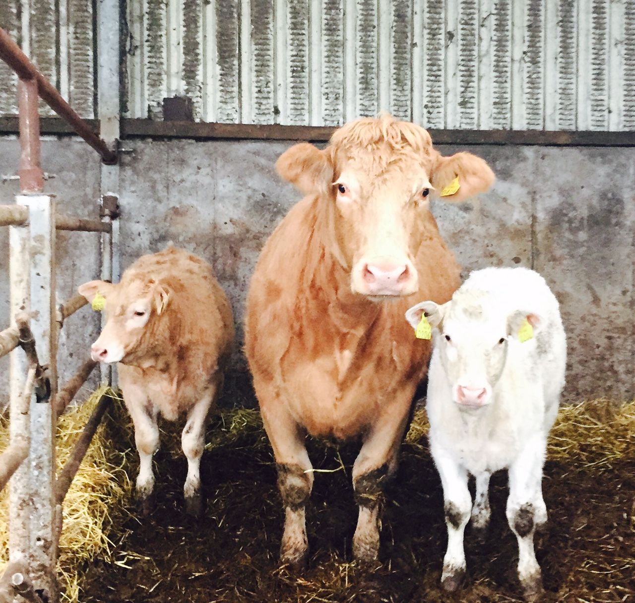UK’s beef farmers pleased Commissioner could probe ex-farm price of slaughter cattle