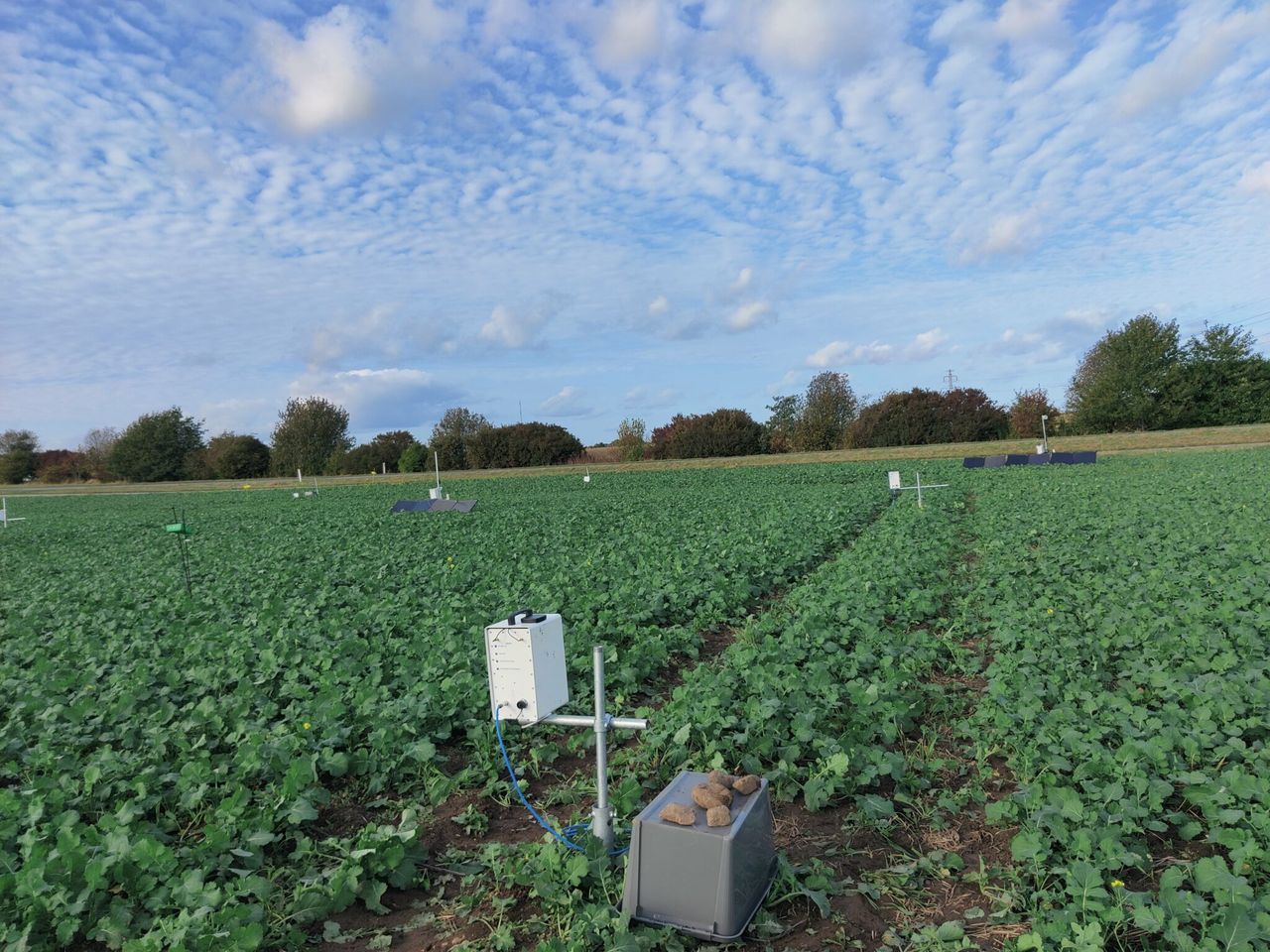 Study: Sensors could give early warning of beetles in oilseed rape