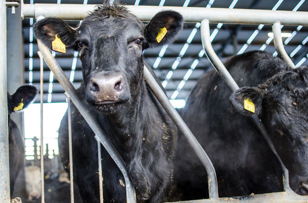 Farm groups in the North respond to TB report which calls for badger cull
