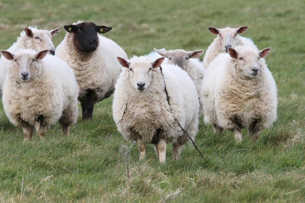 ‘Future looks bleak for NI sheep sector’- MP