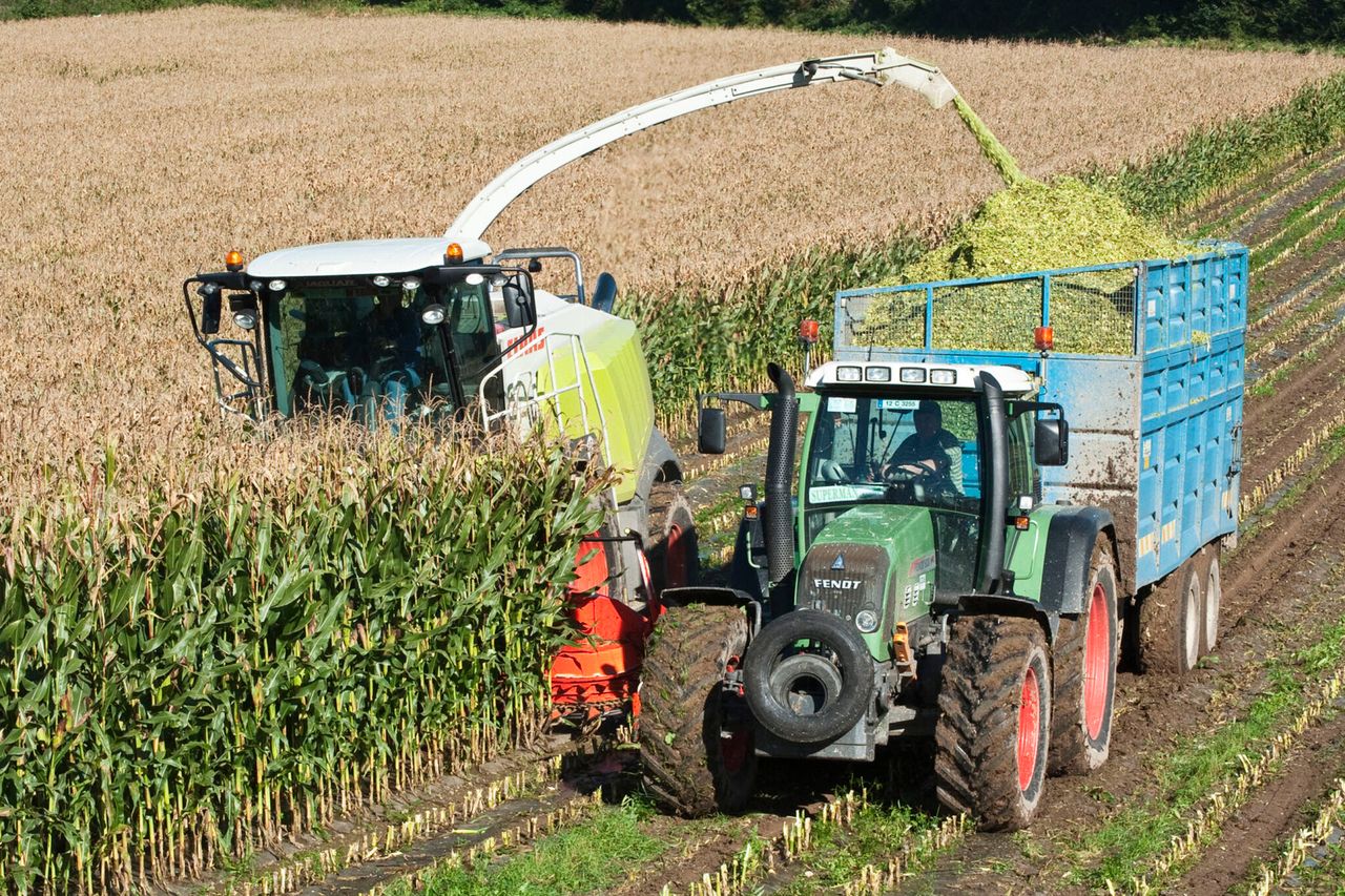 GM crops to be banned in Northern Ireland