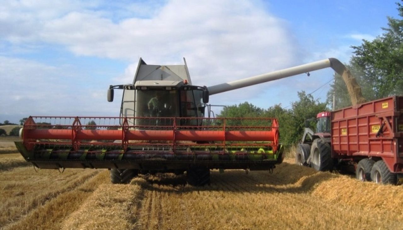 UK harvest 2026: Wheat and spring barley yields down as oilseed shines
