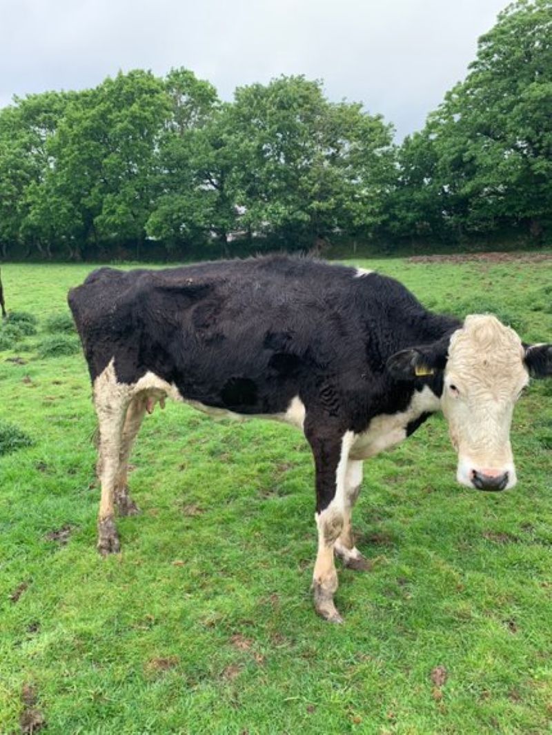 Cornish farmer banned from keeping animals for life