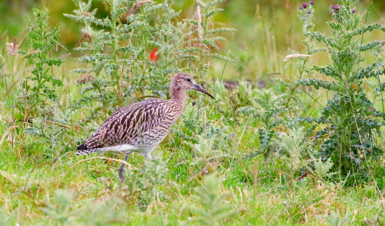 Under-threat curlews stage a comeback on Co. Antrim farm