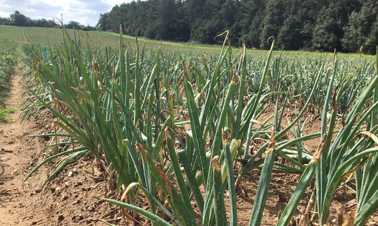AHDB launches 4 new strategic centres for field vegetable crops