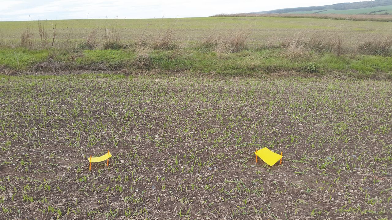 Farmer-led aphid monitoring could reduce pesticide use in tackling BYDV
