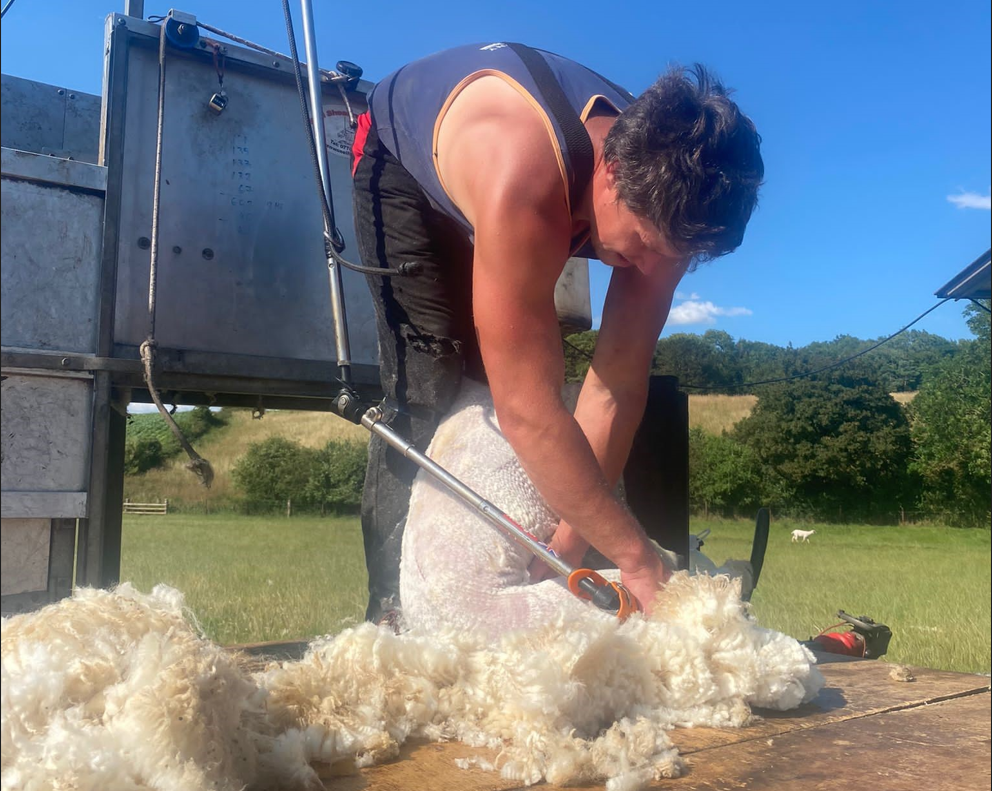 Herefordshire shearer hopes to break 8-hour record