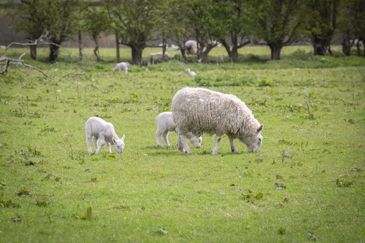 SCOPS risk forecast to help sheep producers with disease variation