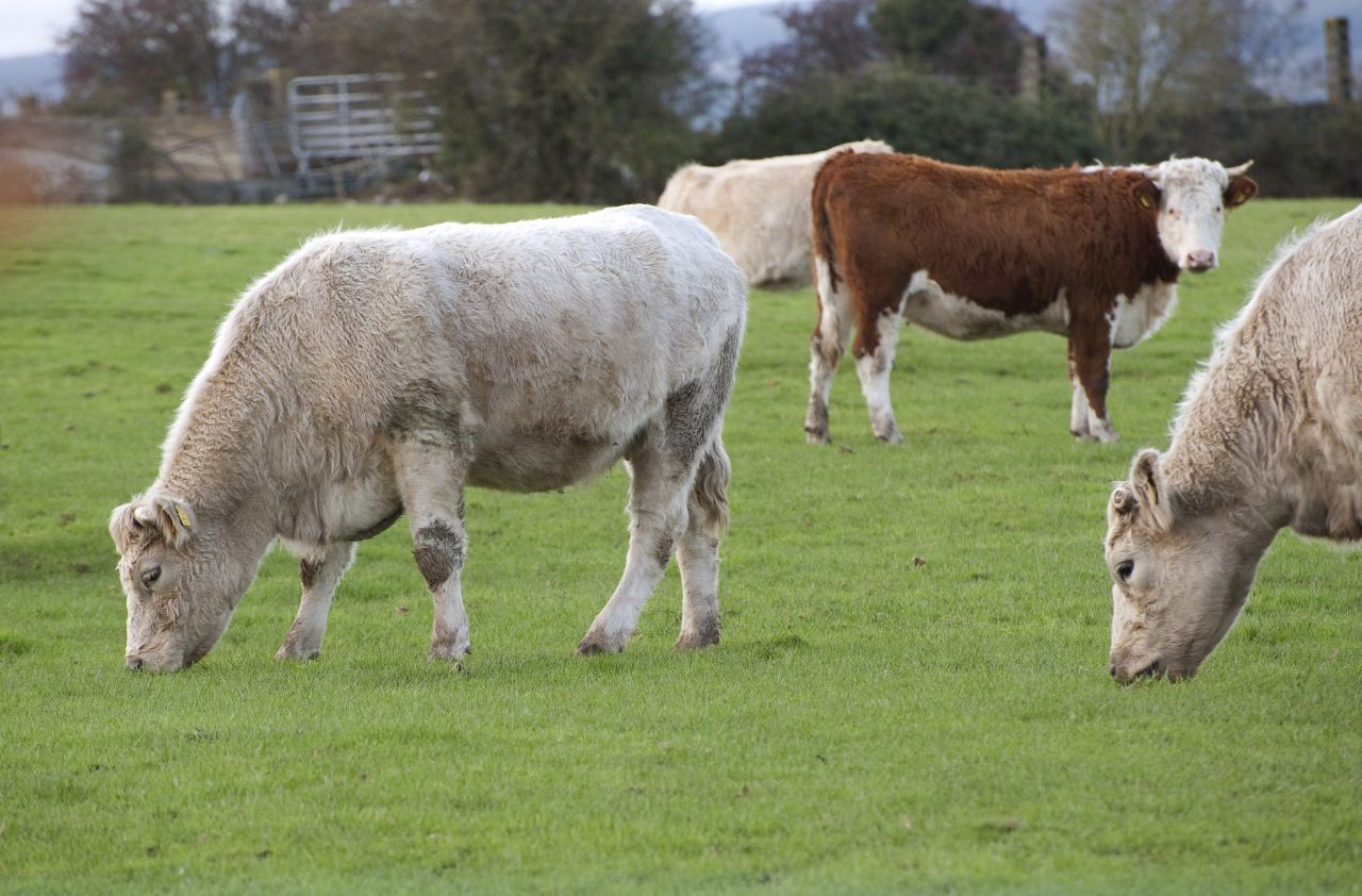 How to assess the liver fluke risk on your farm