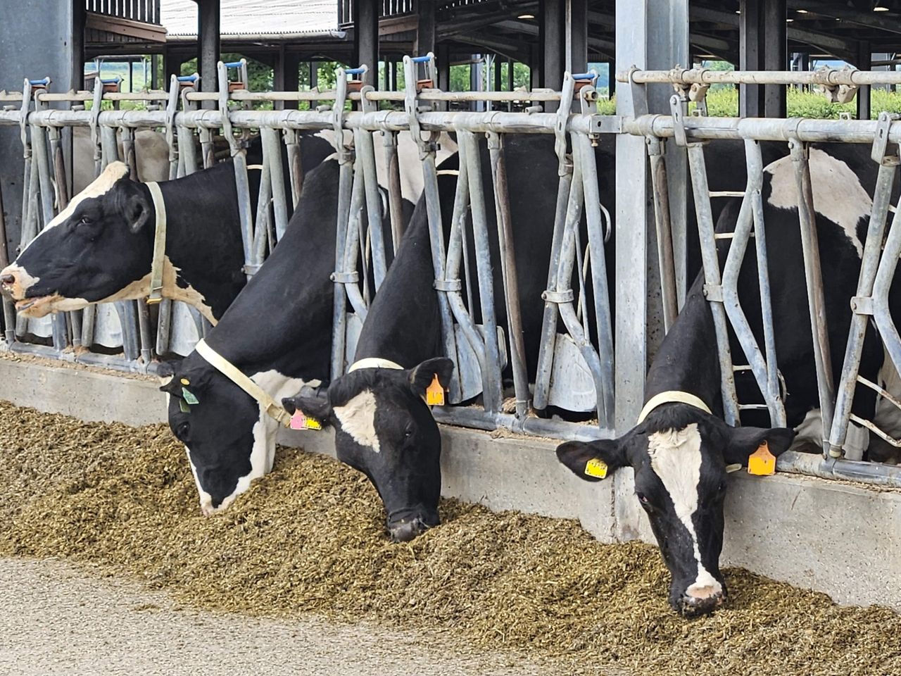 UFAC-UK launches new sustainable dairy feed alternatives