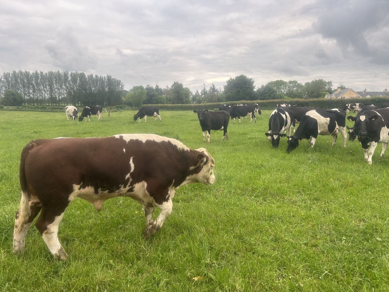 Considerations when wrapping up AI and letting stock bulls out