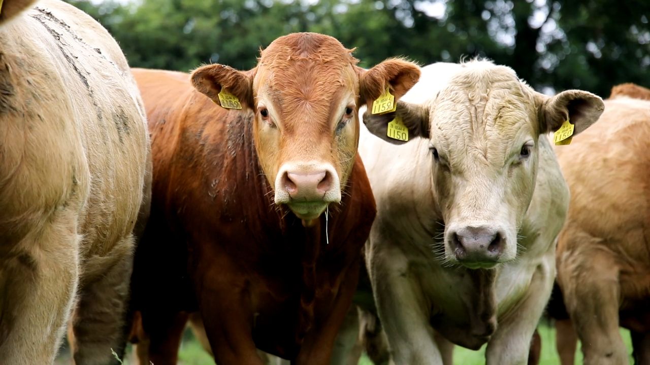 European Commission calls for Northern Ireland to be included in Irish PGI application