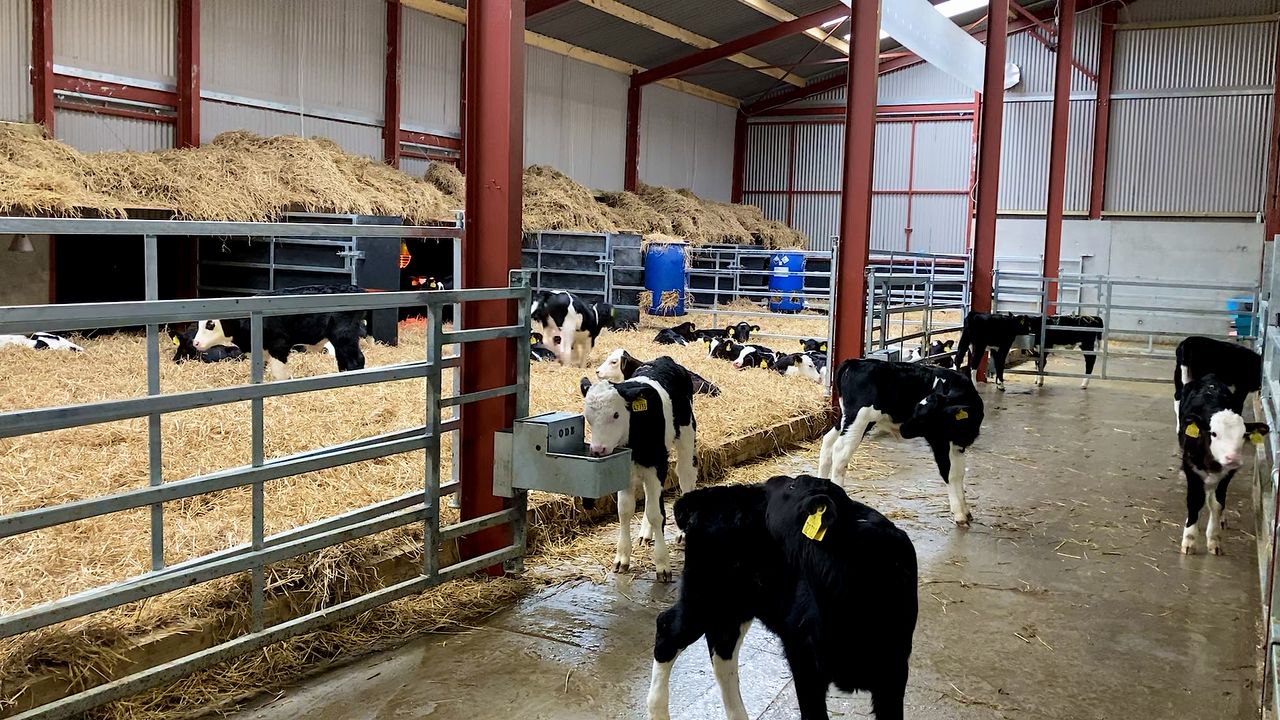 Is your calf housing up to par?