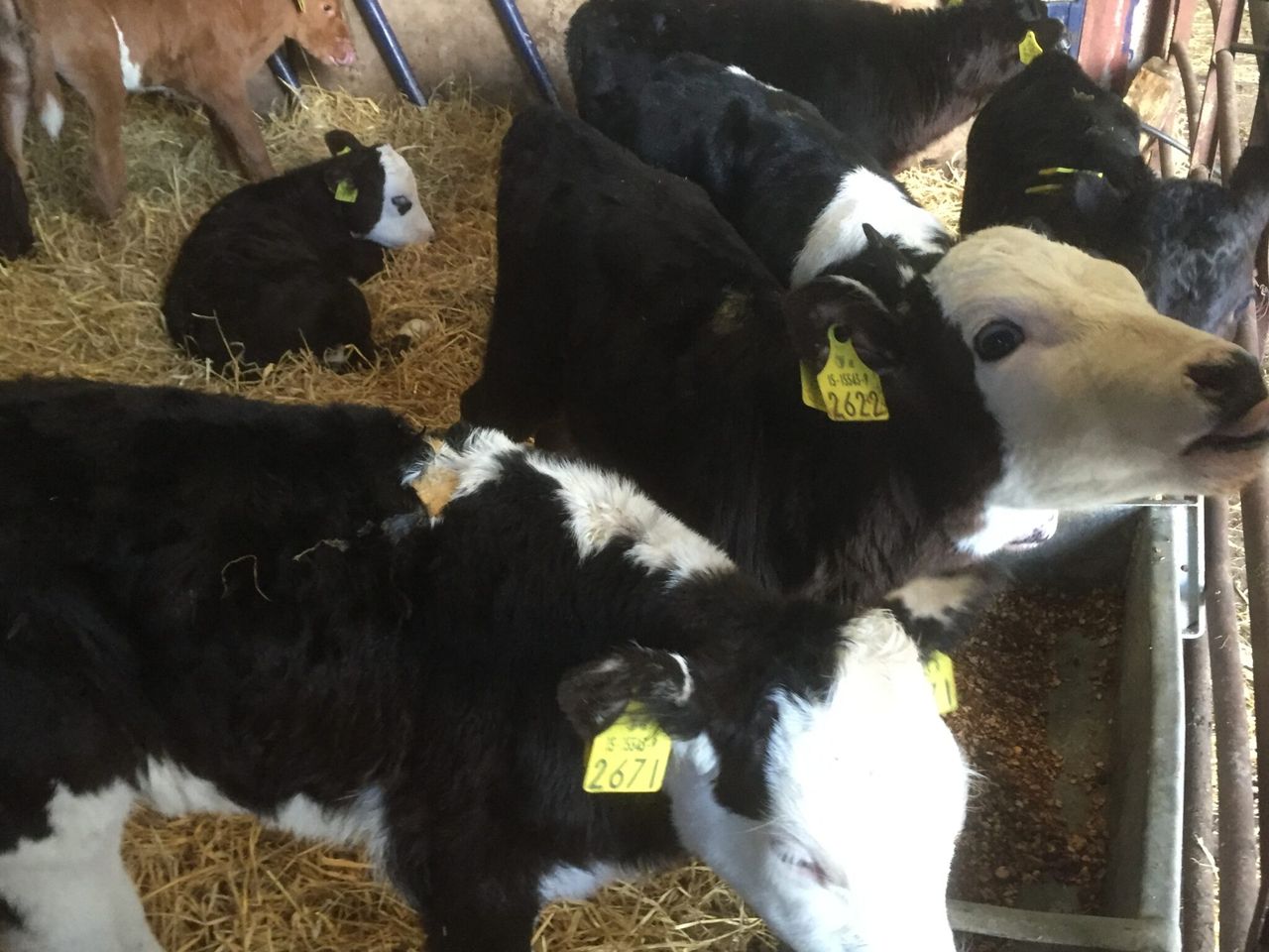 Continued growth in Northern Irish beef calf births in 2016