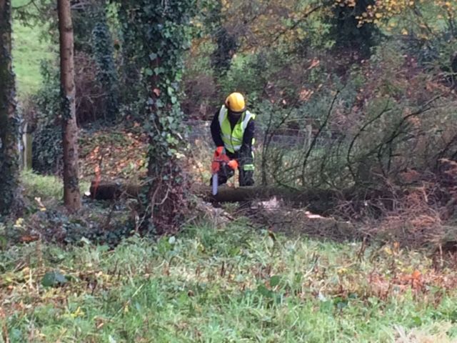 Know how to risk assess a tree and how to operate a chainsaw properly?
