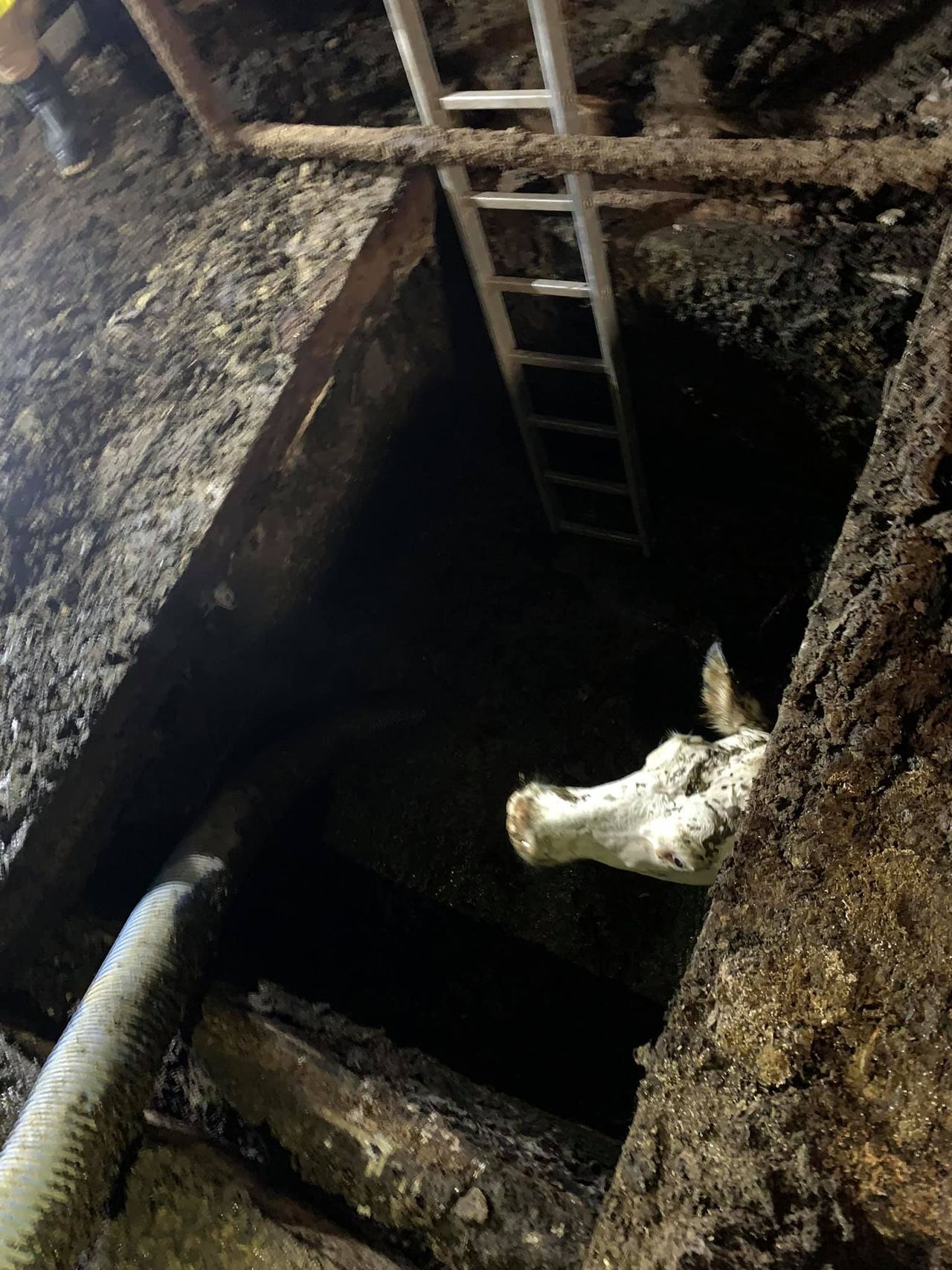 Four cows rescued from slurry pit in Cumbria