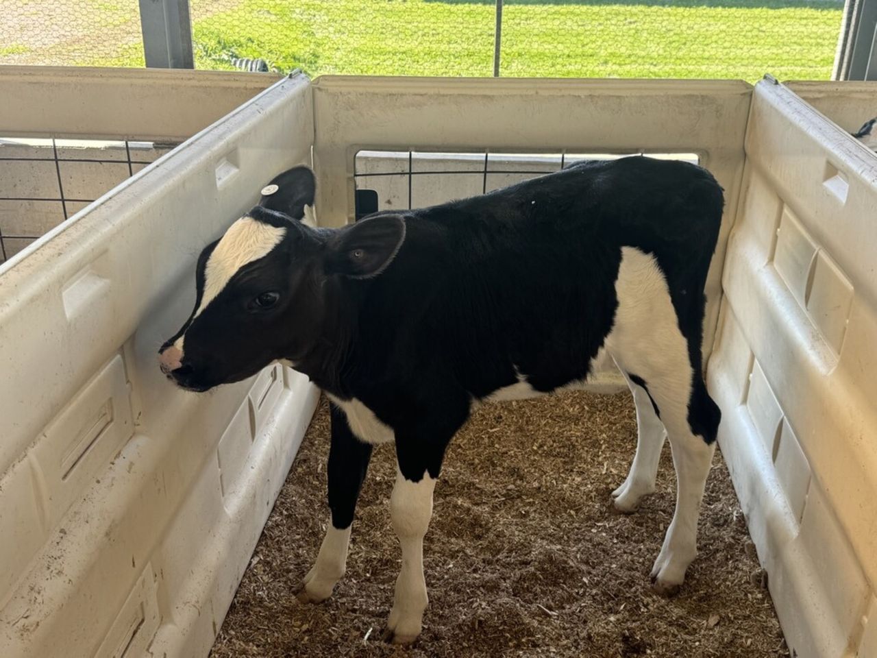 Top price of $12,700 at Showbox Embryo Extravaganza