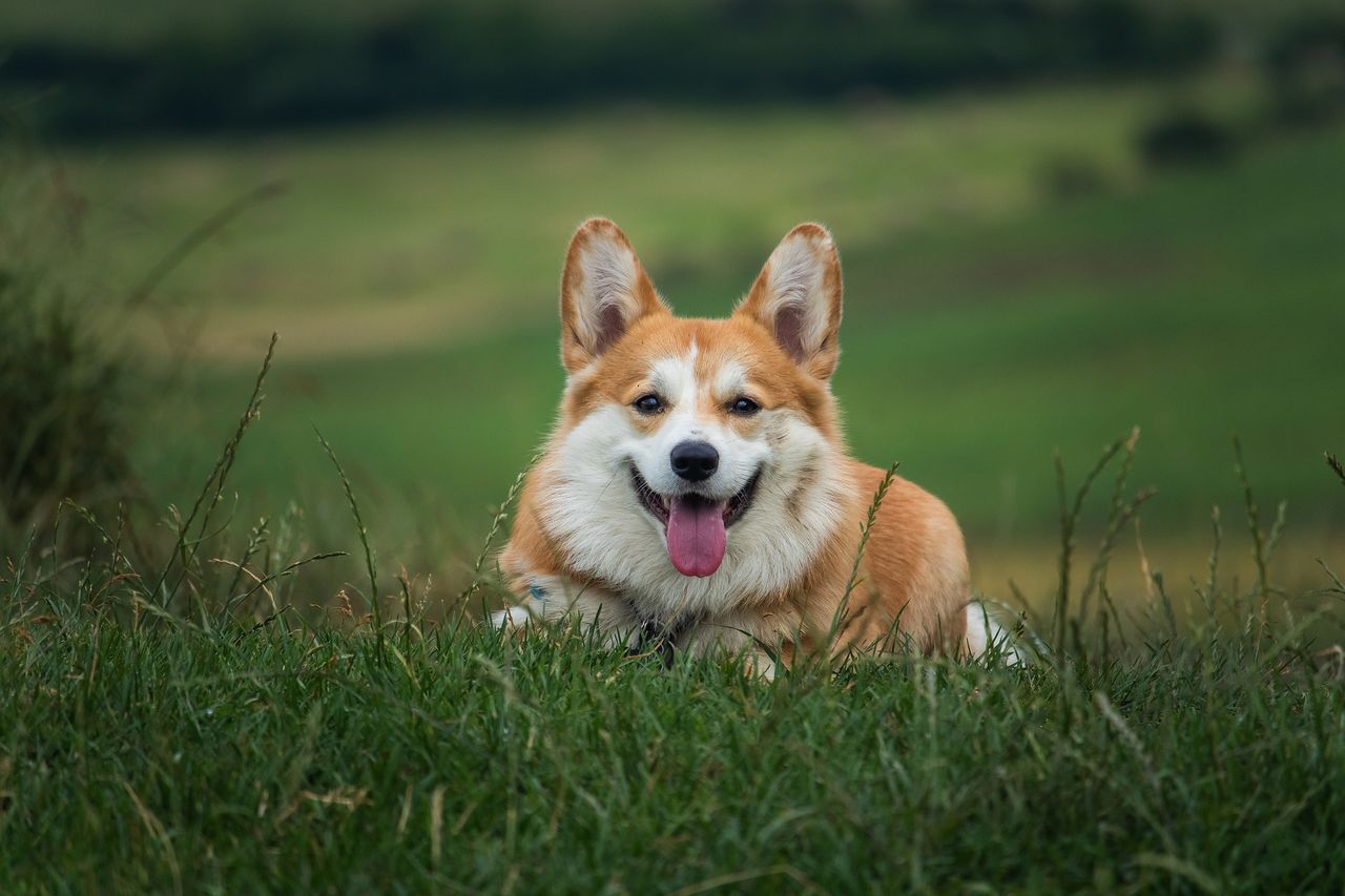 Warning issued to pet owners as temperatures continue to rise