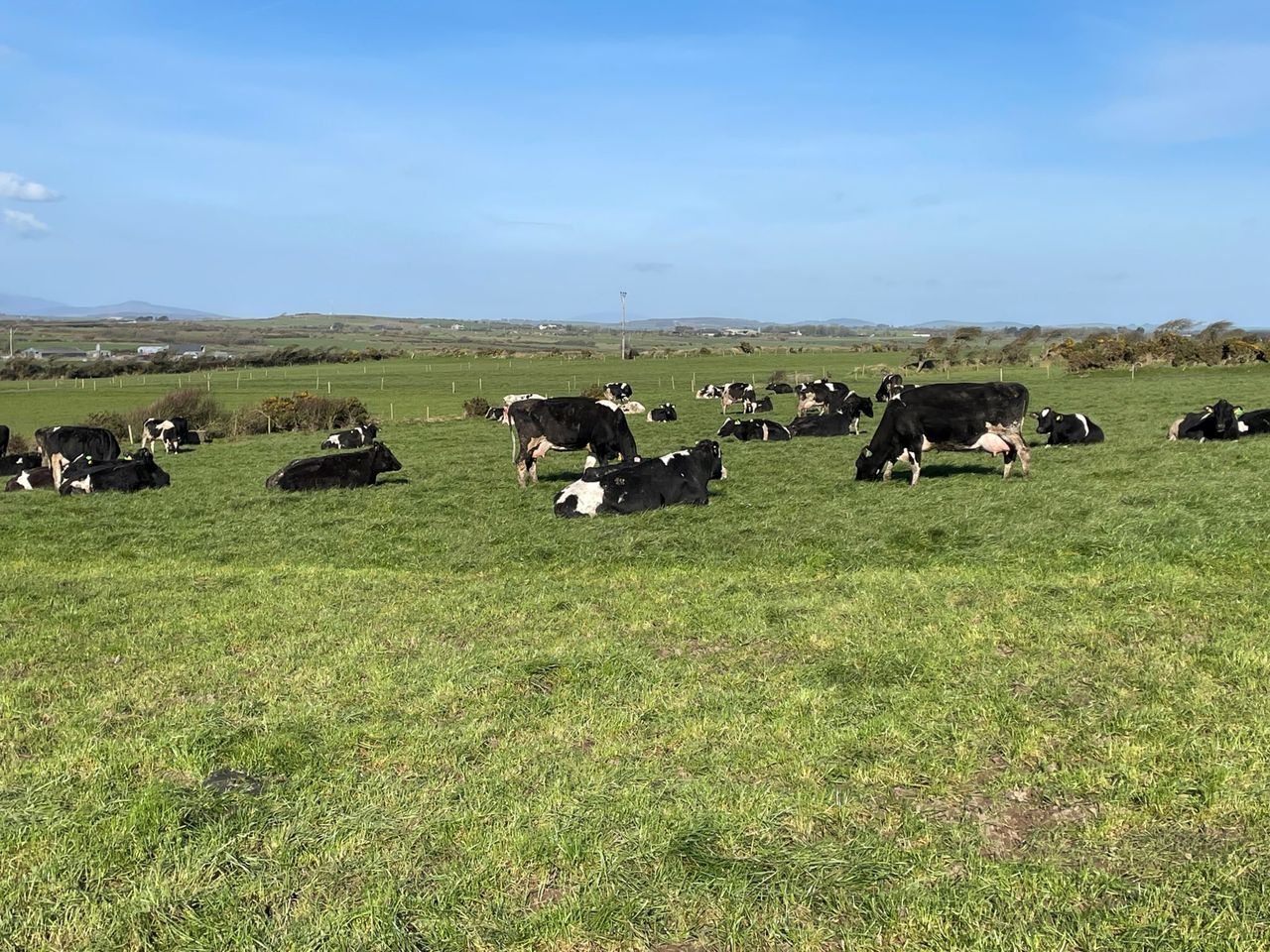 Trash to treasure: Manure could be a sustainable material in the future