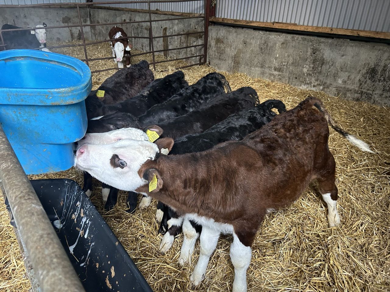 Ensuring the successful gradual weaning of calves