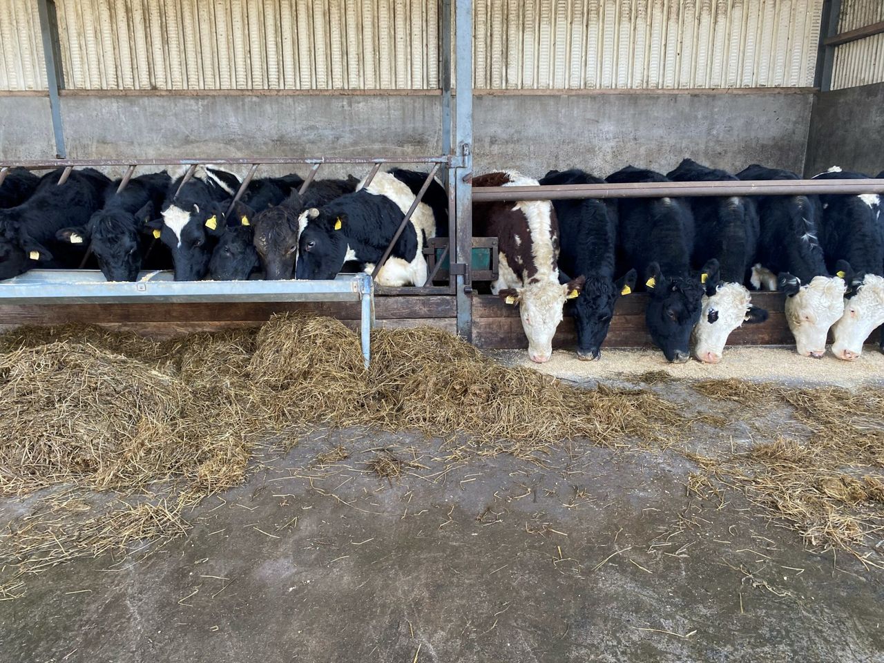 Is a secondary lice treatment needed in the cattle shed?