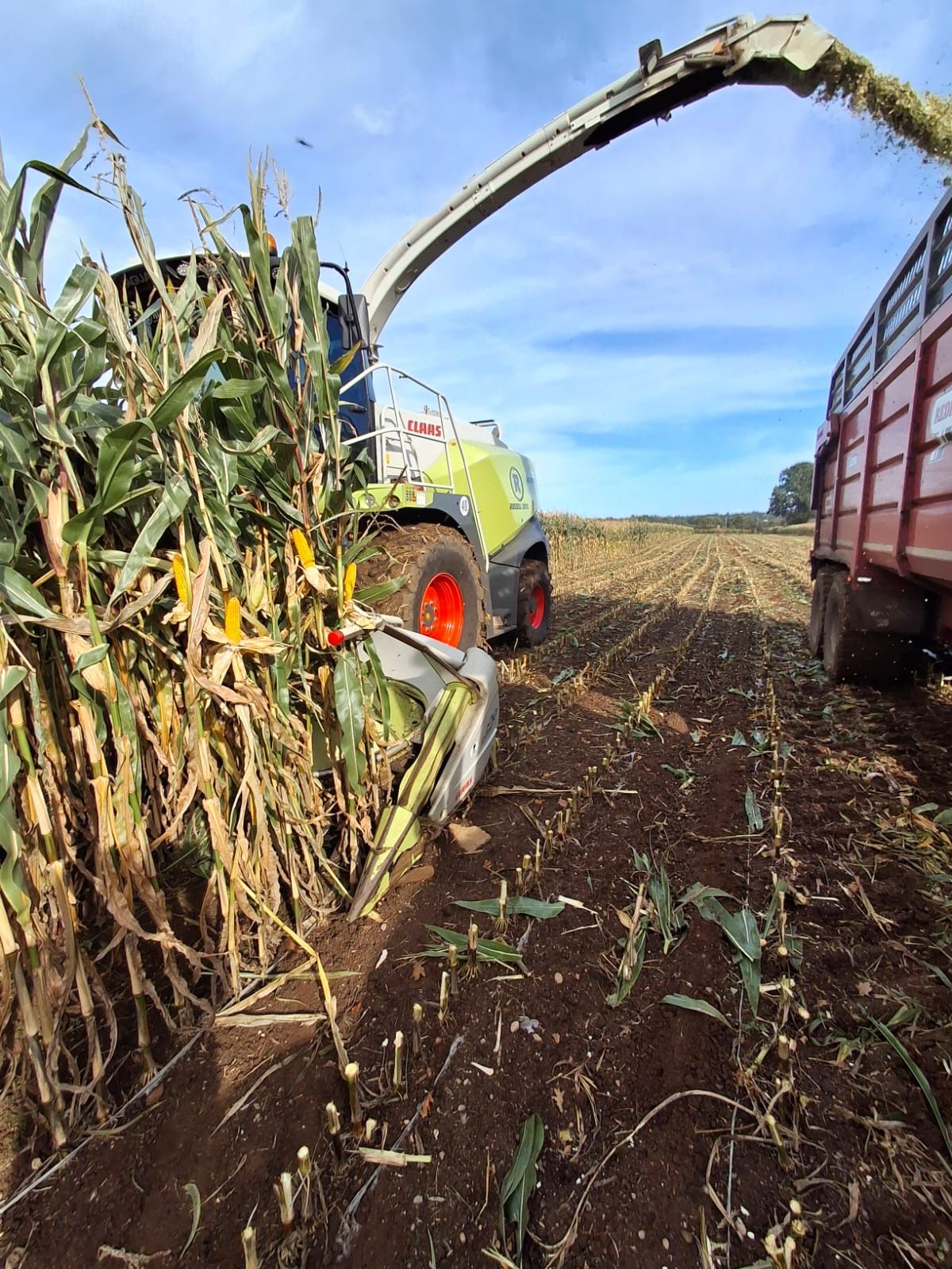 Forage maize crops yielding well in south Antrim - Agriland.ie