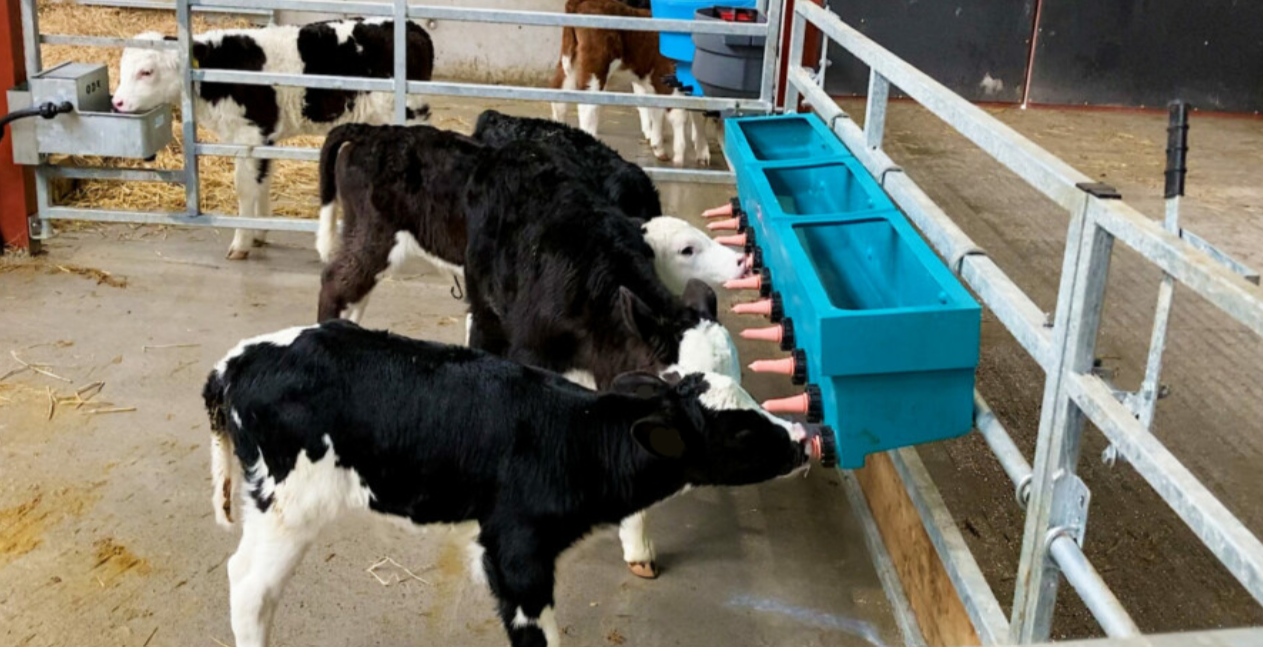 Autumn calving: Storing and reheating colostrum for calves