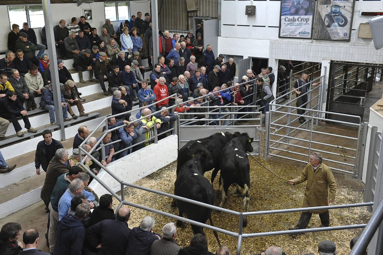 Cattle trade in Britain on downwards trajectory