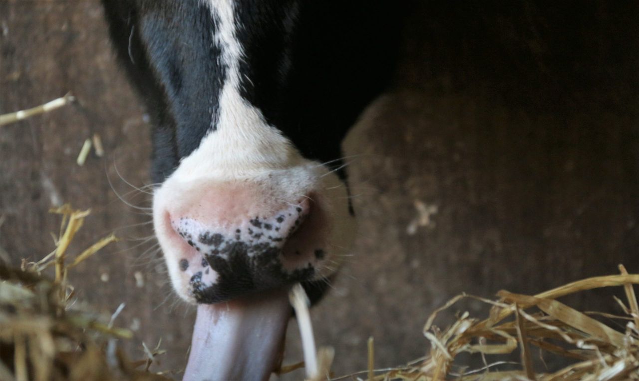 Fodder crisis: 'Many farmers at the mercy of the spring weather'