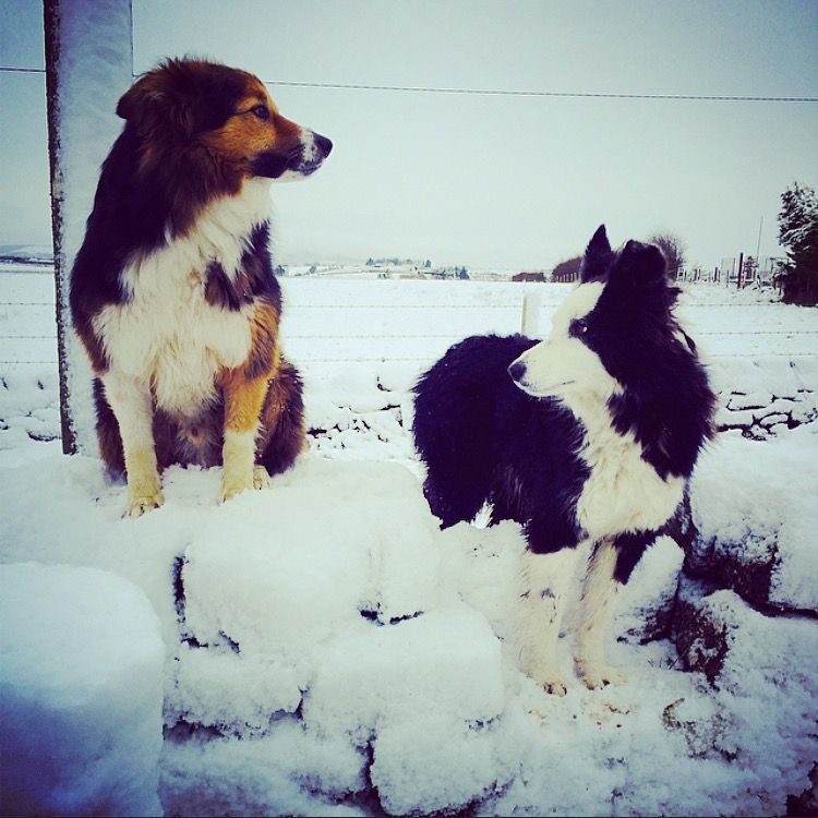 BVA issues pet safety warning after temperatures plunge