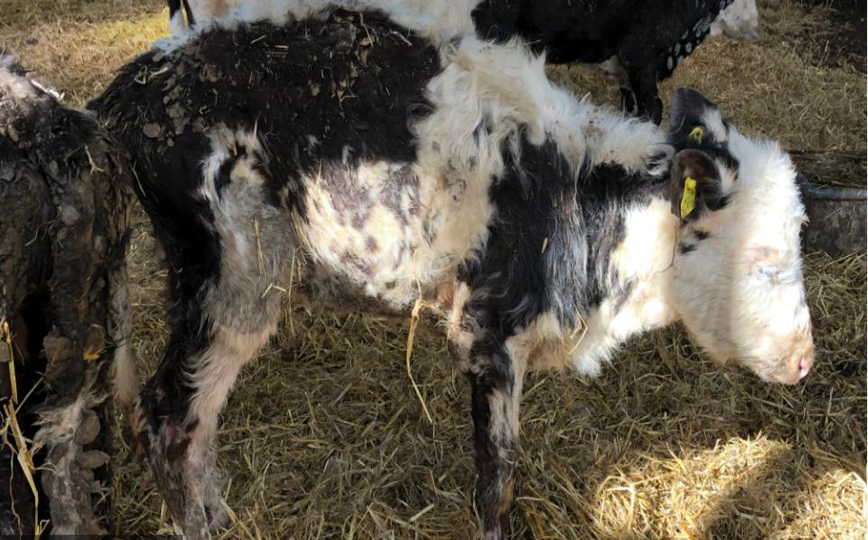 Dorset dairy farm fined £52,000 for causing unnecessary suffering