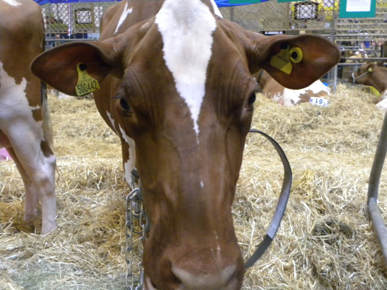 Livestock Event, Day 1 in Photos